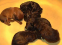 (2) A LITTER BRIARD 07/02/2005