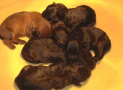 (3) A LITTER BRIARD 07/02/2005