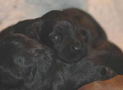 (5) A LITTER BRIARD 07/02/2005