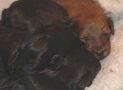 (7) A LITTER BRIARD 07/02/2005