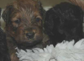 (12) A LITTER BRIARD 07/02/2005