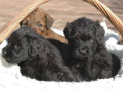 (16) A LITTER BRIARD 07/02/2005