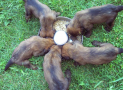 (6) T LITTER BRIARD 28/04/2002