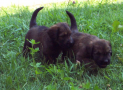 (7) T LITTER BRIARD 28/04/2002