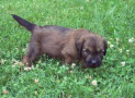 (9) T LITTER BRIARD 28/04/2002