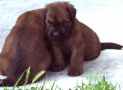 (11) T LITTER BRIARD 28/04/2002