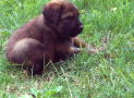 (13) T LITTER BRIARD 28/04/2002