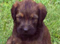 (12) T LITTER BRIARD 28/04/2002