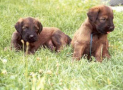 (14) T LITTER BRIARD 28/04/2002