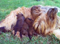 (1) T LITTER BRIARD 28/04/2002