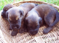 (4) T LITTER BRIARD 28/04/2002