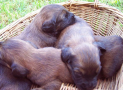 (3) T LITTER BRIARD 28/04/2002