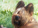 (1) S LITTER BRIARD 14/08/2001