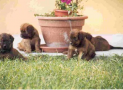 (5) S LITTER BRIARD 14/08/2001