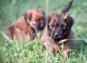 (11) S LITTER BRIARD 14/08/2001