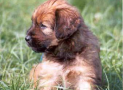 (9) S LITTER BRIARD 14/08/2001