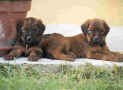 (10) S LITTER BRIARD 14/08/2001