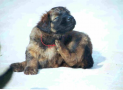 (12) S LITTER BRIARD 14/09/2001