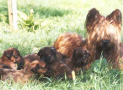 (3) S LITTER BRIARD 14/08/2001