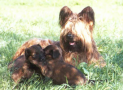 (2) S LITTER BRIARD 14/08/2001