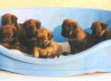 (6) S LITTER BRIARD 14/08/2001