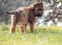 (16) S LITTER BRIARD 14/08/2001