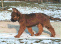 (17) S LITTER BRIARD 14/08/2001