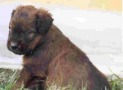 (7) S LITTER BRIARD 14/08/2001