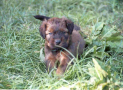 (8) S LITTER BRIARD 14/08/2001