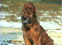 (13) S LITTER BRIARD 14/08/2001