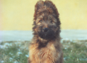 (21) S LITTER BRIARD 14/08/2001