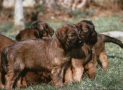 (2) N LITTER BRIARD 25/04/1997