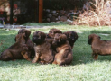 (3) N LITTER BRIARD 25/04/1997