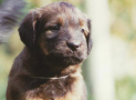 (1) N LITTER BRIARD 25/04/1997