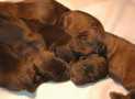 (4) G LITTER BRIARD 26/02/2011