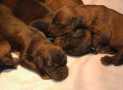 (5) G LITTER BRIARD 26/02/2011