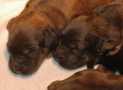 (1) G LITTER BRIARD 26/02/2011