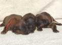 (7) G LITTER FEMALES WEEK 1