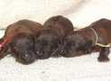 (8) G LITTER FEMALES WEEK 1