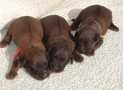 (9) G LITTER FEMALES WEEK 1