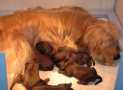 (27) G LITTER BRIARD 26/02/2011