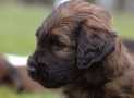 (49) G LITTER BRIARD 26/02/2011