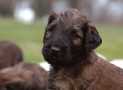 (50) G LITTER BRIARD 26/02/2011