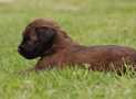 (51) G LITTER BRIARD 26/02/2011