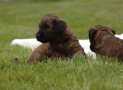 (52) G LITTER BRIARD 26/02/2011