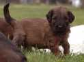 (54) G LITTER BRIARD 26/02/2011