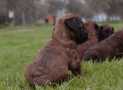 (56) G LITTER BRIARD 26/02/2011