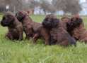 (57) G LITTER BRIARD 26/02/2011