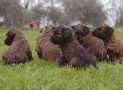 (58) G LITTER BRIARD 26/02/2011