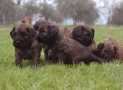 (59) G LITTER BRIARD 26/02/2011